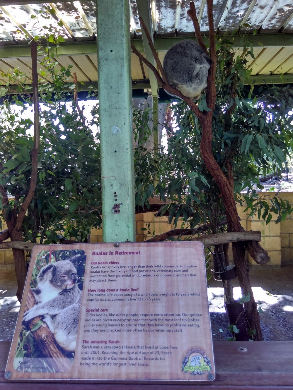 Lone Pine Koala Sanctuary 01
