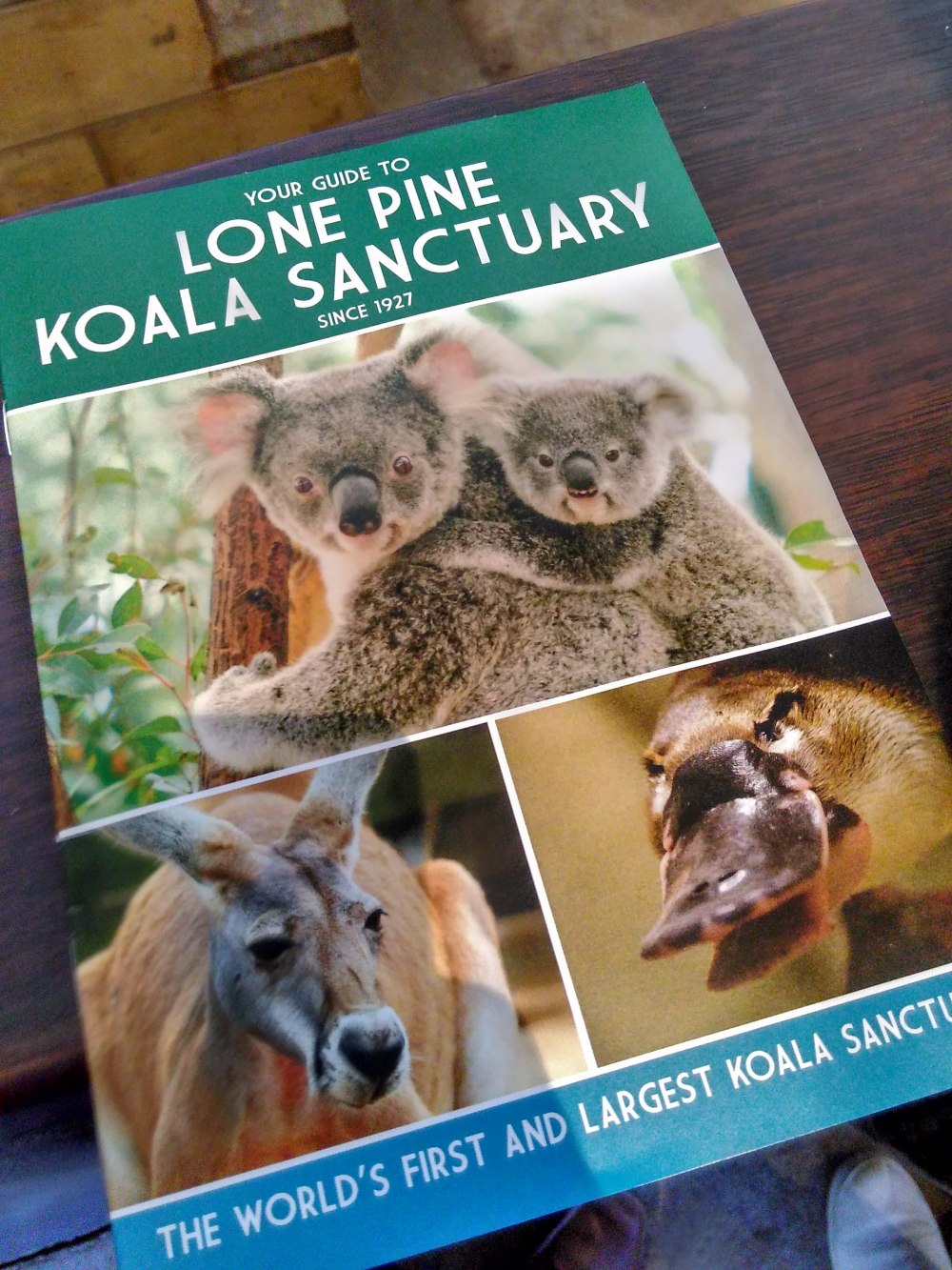 Lone Pine Koala Sanctuary 02